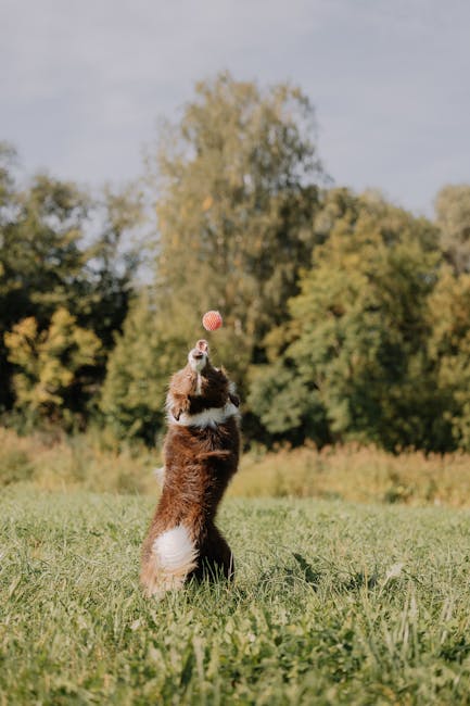 A brown and white puppy is captured sitting upright on a grassy field, focused on a red and white striped ball that is suspended in mid-air above its head. The puppy's body is oriented towards the ball, with its paws slightly raised as if preparing to catch or hit the ball. Behind the puppy, there is a background of tall trees with lush green leaves under a partly cloudy sky, suggesting a bright, open outdoor environment. Nearby, a black van with an open door is visible on a paved surface, and several cardboard boxes, some wrapped in plastic, are arranged near the vehicle, indicating a house move or relocation setup. Man and Van Bounds Green is involved in the moving process, with equipment such as trolleys, blankets, and straps possibly present but not visible in this shot, illustrating the logistics of home relocation and furniture transport in a suburban or park-like setting.