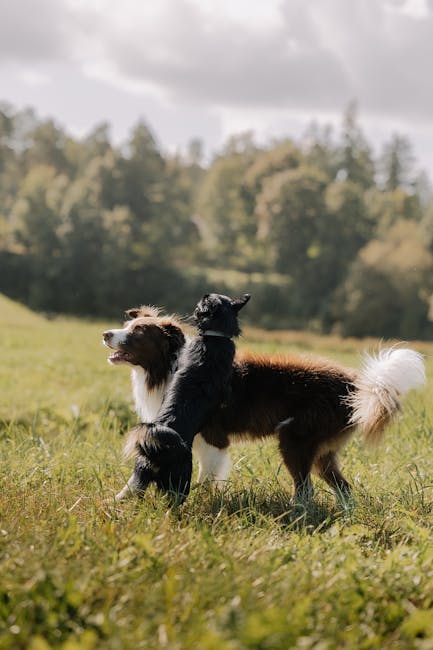 In a natural outdoor setting with a grassy field and a backdrop of trees under a partly cloudy sky, three dogs of varying sizes are visible. One larger, long-haired dog with a white and brown coat, and a smaller, black and white dog seem to be playfully interacting, with the larger dog appearing to be in a relaxed stance and the smaller dog standing close beside it. The scene is well-lit with natural daylight, highlighting the animals' fur and the greenery around them. This image captures a moment of pets outdoors, possibly during a walk or playtime, and is relevant to house and pet relocation services that might include outdoor pet transport. The setting emphasizes a friendly and pet-friendly environment that may be associated with moving or settling into a new home, aligning with professional removals and moving logistics provided by Man and Van Bounds Green.